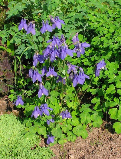 Siberian Columbine